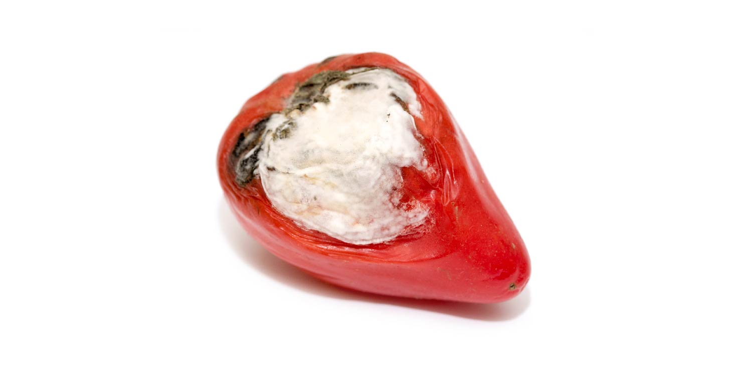 Склеротиніоз (біла гниль)